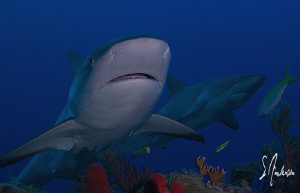 Reef Sharks everywhere! This image was taken at Ginormous... by Steven Anderson 